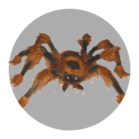 Halloween Spiders and Spider Web Décor