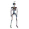 REGEN PRODUCTS CORP. Halloween Electroplated Skeleton, 16 Inches, 1 Count 721003899728