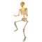 SUNSTAR INDUSTRIES Halloween Light-Up Skeleton, 60 Inches, 1 Count 762543484746